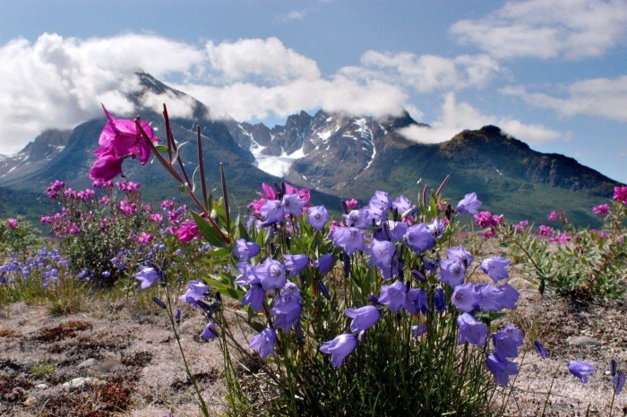 Гренландский национальный парк растения
