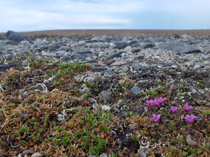 Камнеломка в тундре