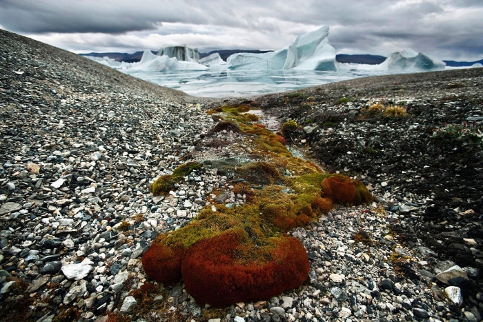 Лишайники арктические пустыни канадского архипелага