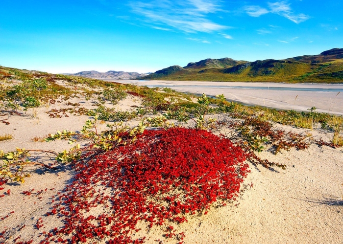 Флора гренландии