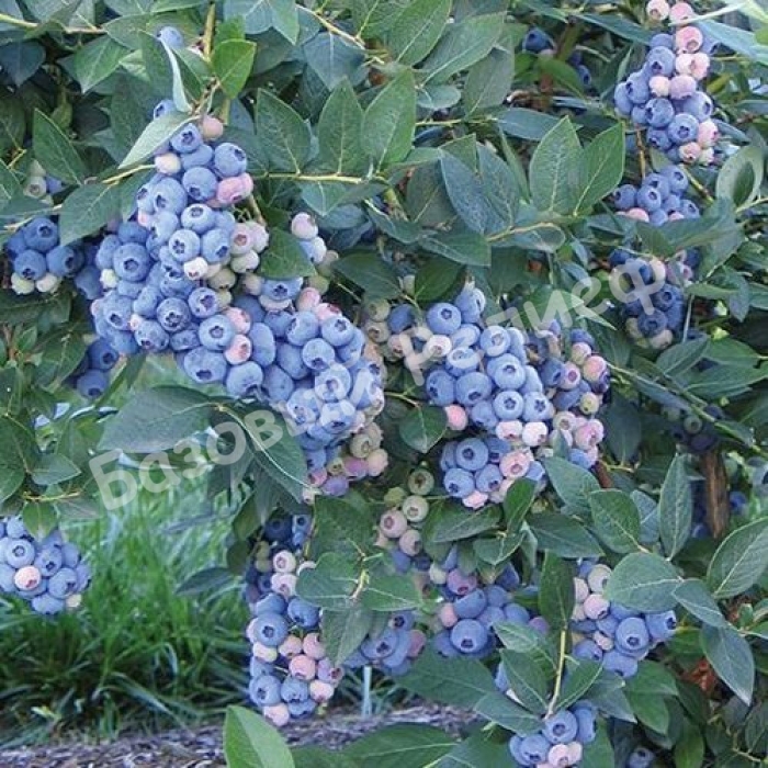 Голубика сорт аврора