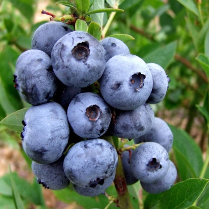 Голубика высокорослая эллиот