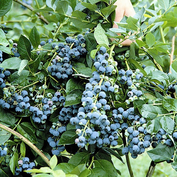 Голубика чандлер