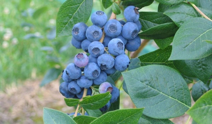 Голубика высокорослая нортланд