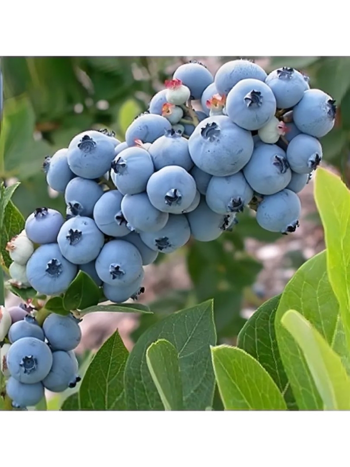 Голубика высокорослая патриот