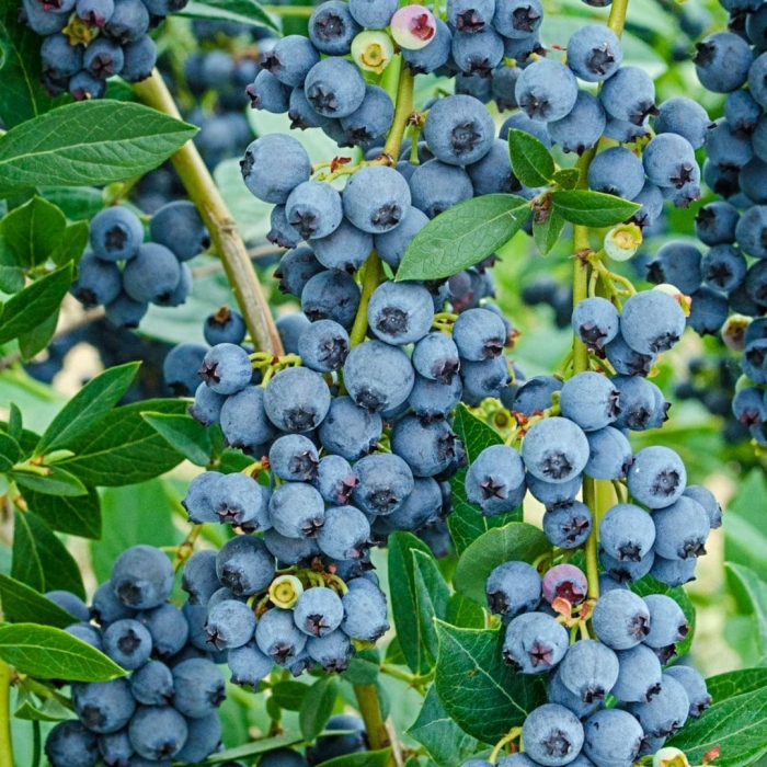 Blueberry plant