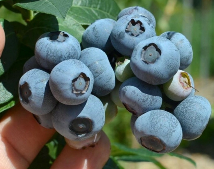 Голубика нельсон