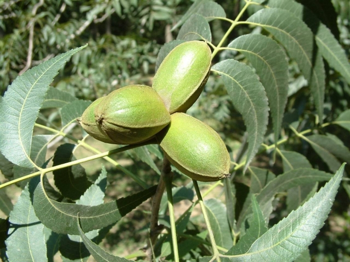 Орех пекан дерево