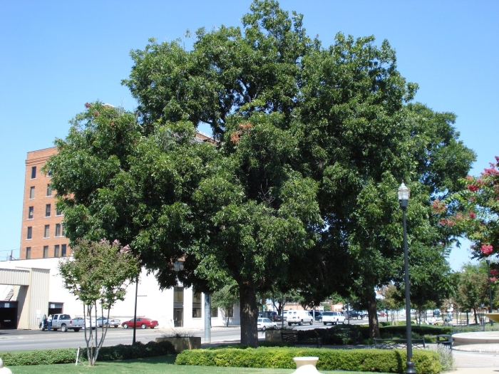 Цезальпиния дерево бразильское