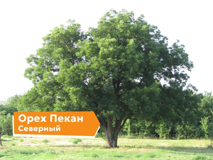 Дерево грецкий орех