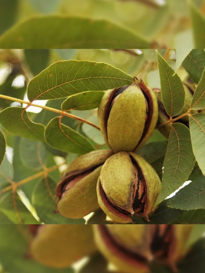 Саженцы ореха