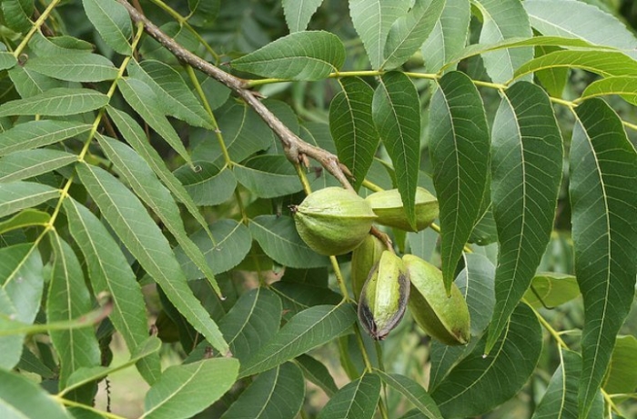 Пекан обыкновенный дерево