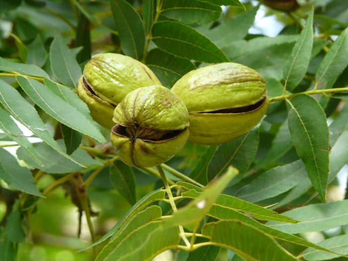 Пекан обыкновенный орех