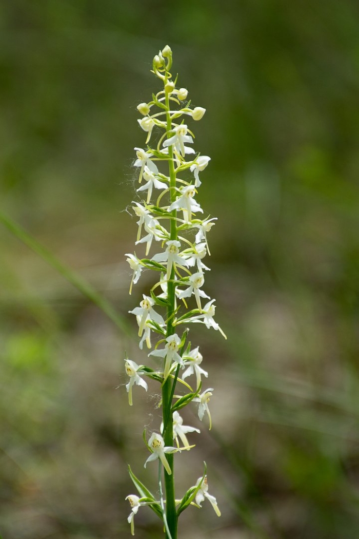 Lesser butterfly orchid