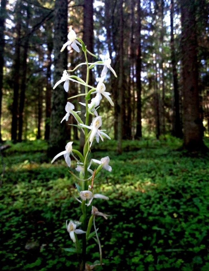 Северная орхидея