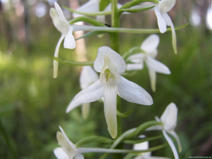 Растение любка двулистная (ночная фиалка)