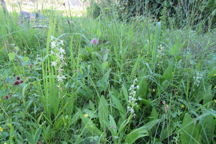 Любка двулистная