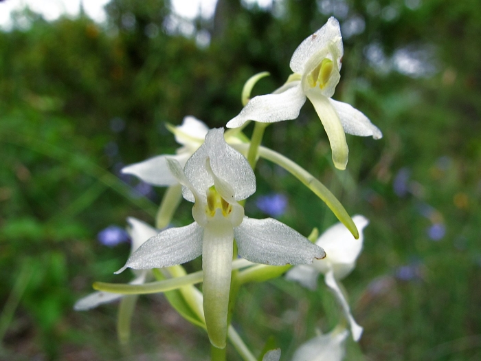 Лесная орхидея любка двулистная