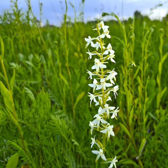Лесная орхидея любка двулистная
