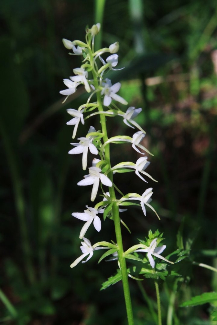 Цветок любка двулистная