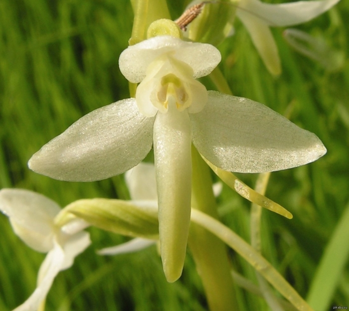 Любка двулистная (platanthera bifolia)