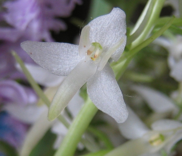 Любка двулистная