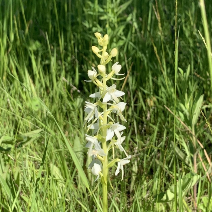 Любка двулистная