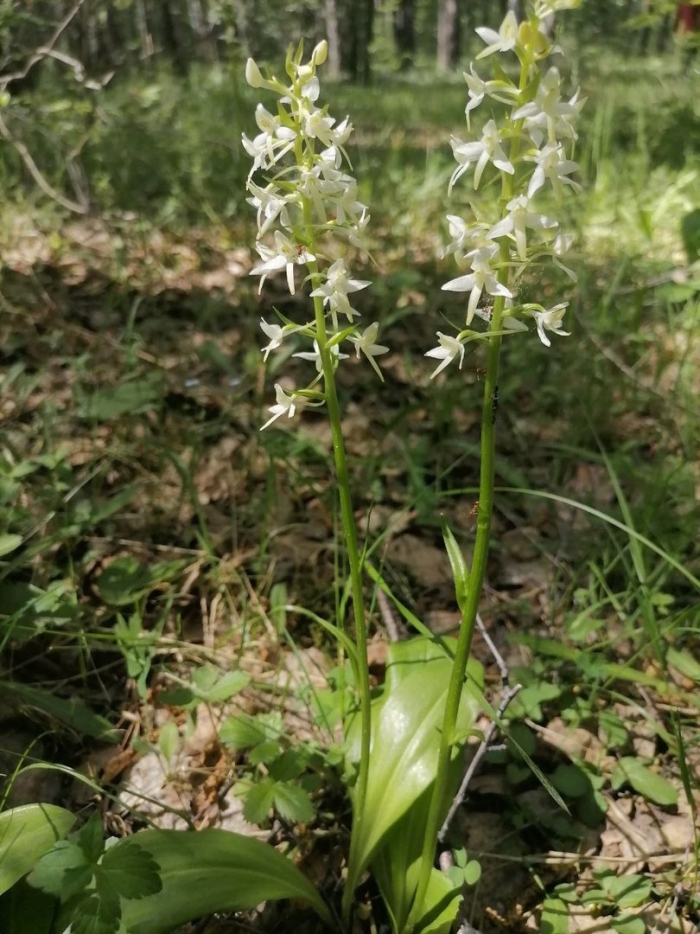 Орхидея лесная