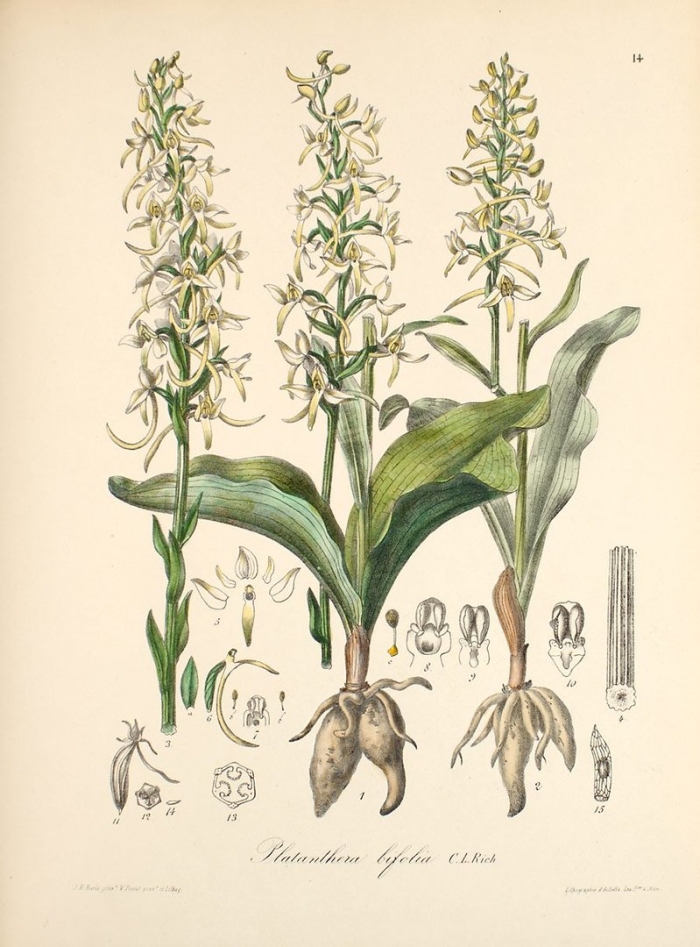 Любка двулистная рисунок