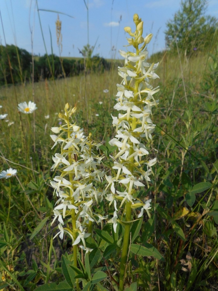 Любка двулистная красная книга