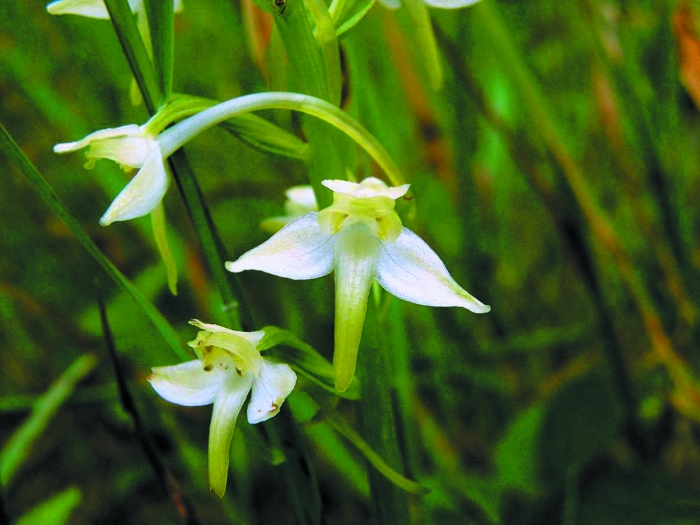 Greater butterfly orchid