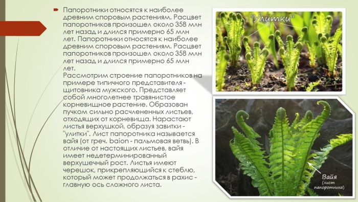 Что относится к папоротникам
