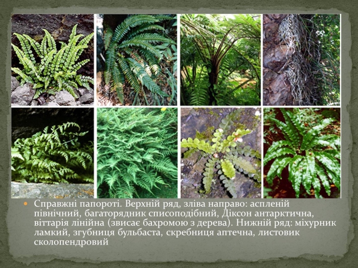 Папоротник многорядник