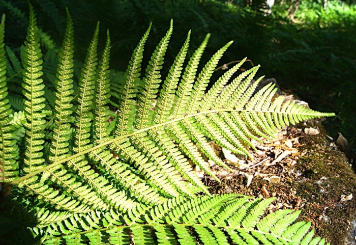 Папоротник сибирский