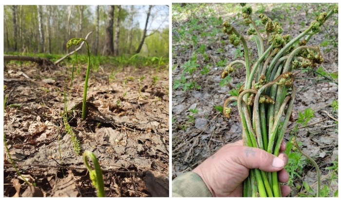 Съедобный папоротник орляк