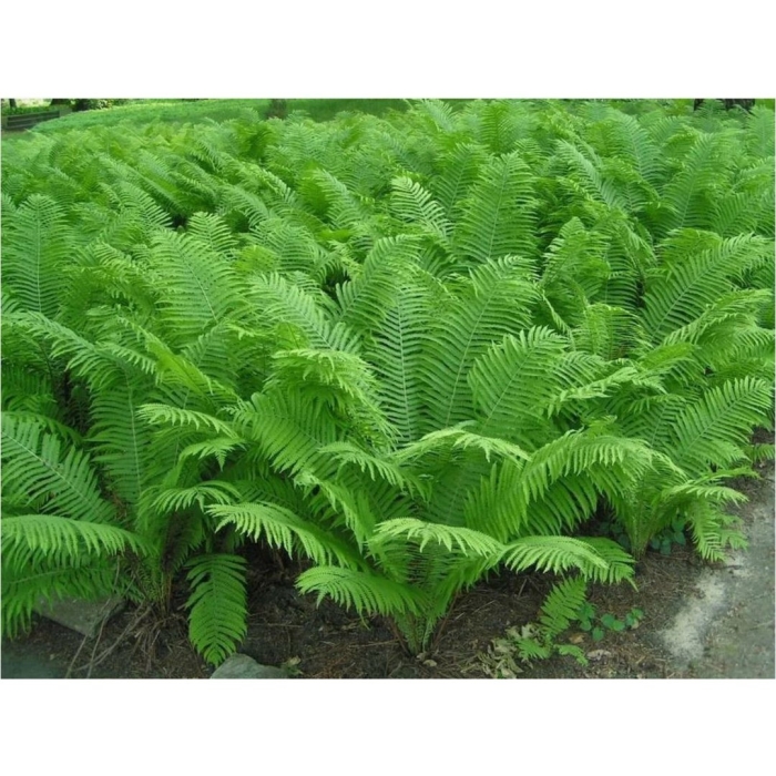 Папоротник страусник обыкновенный