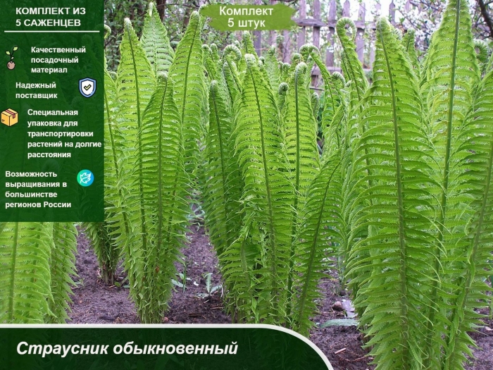 Папоротник страусник