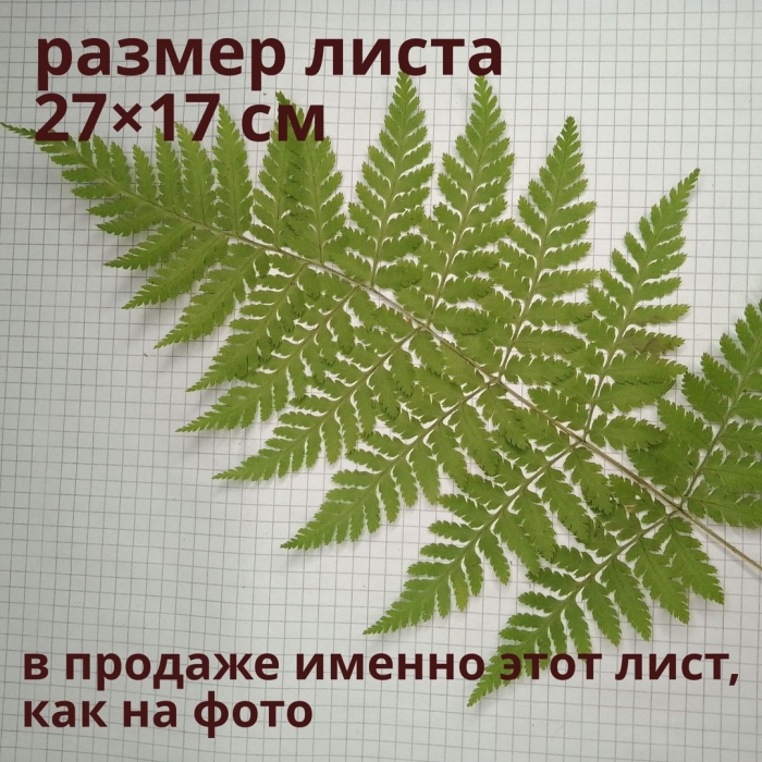 Лист папоротник