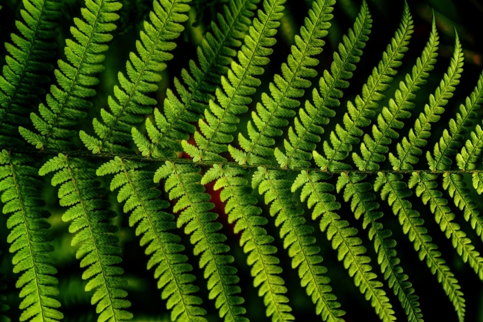 Папоротник щитовник лесной