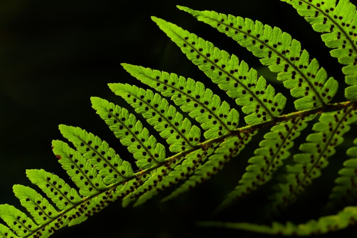 Папоротник щитовник листья