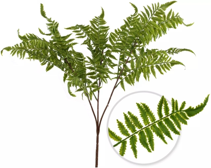 Декоративные папоротники