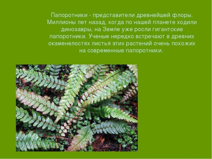 Папоротникообразные растения биология
