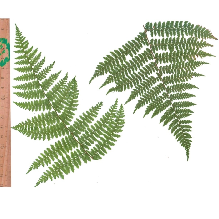 Папоротник гербарий