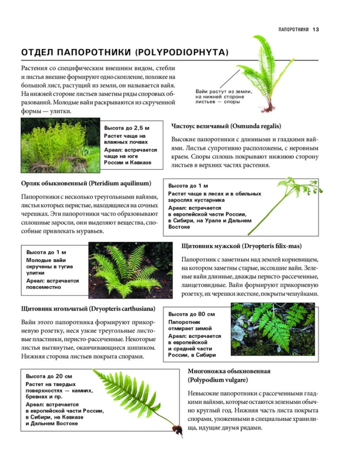 Папоротник описание растения