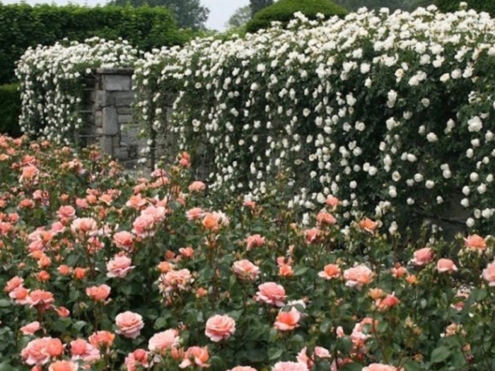 Роза нозоми живая изгородь