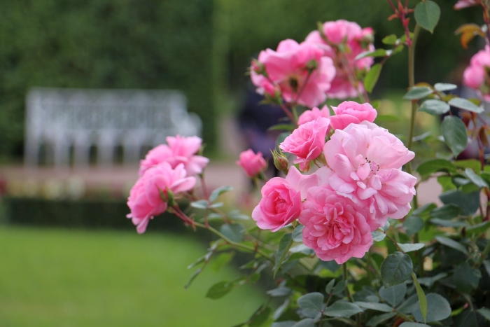 Роза парковая куст