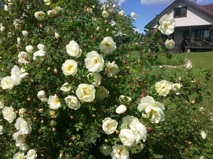 Роза плетистая шнеевитхен