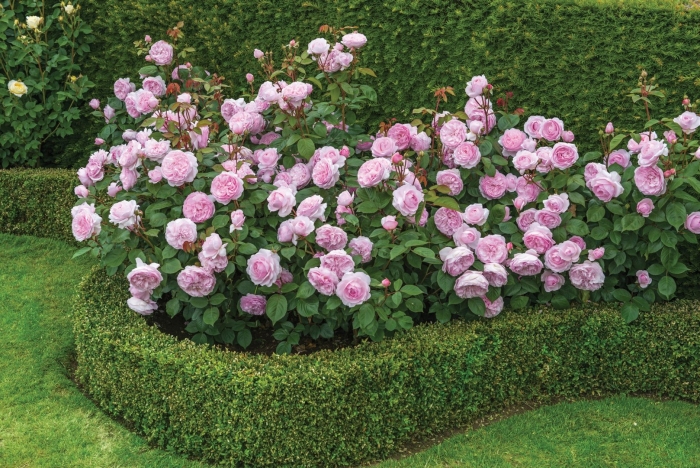 Роза оливия роуз остин