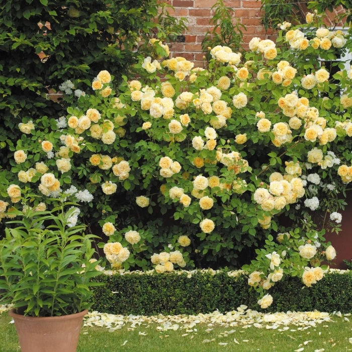 Тизинг джорджия