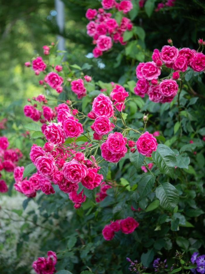 Роза лагуна плетистая